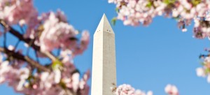 washington monument spring cherry blossoms