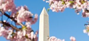 washington monument cherry blossoms